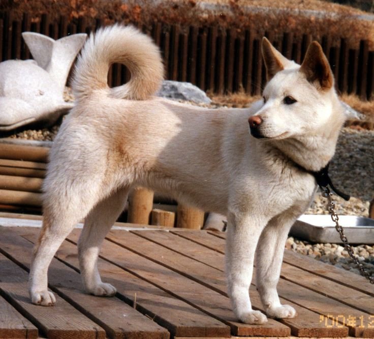 Images of Pungsan Dog